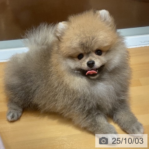 ポメラニアンの写真