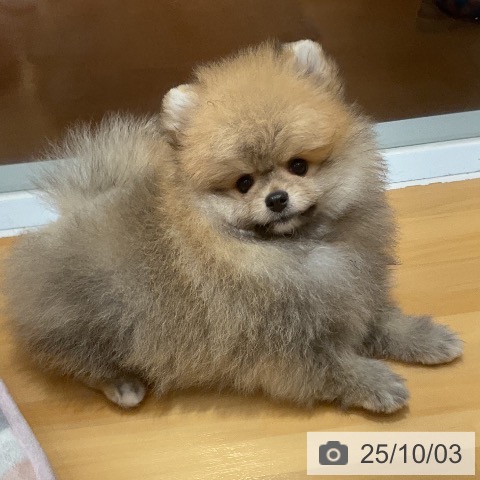 ポメラニアンの写真