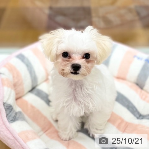 マルチーズの写真