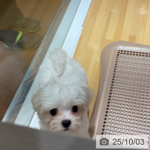 マルチーズの写真