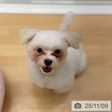 マルチーズの写真