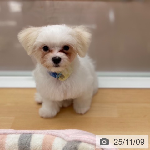 マルチーズの写真