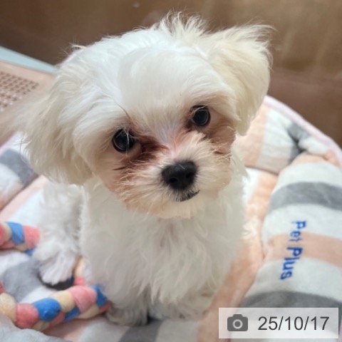 マルチーズの写真
