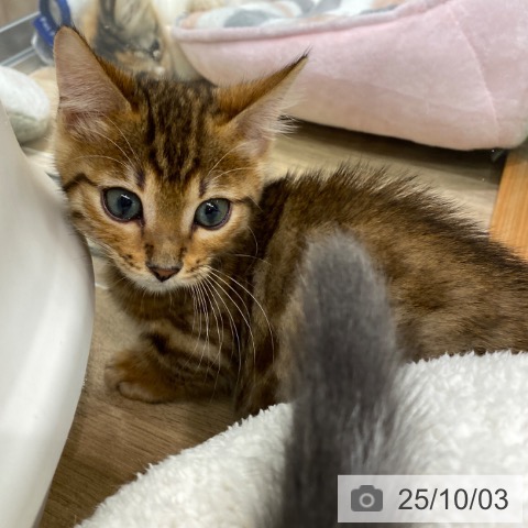 マンチカンの写真