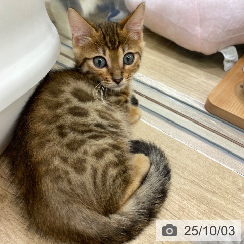 マンチカンの写真