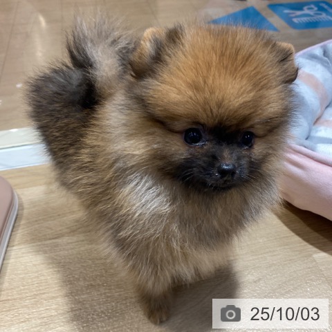 ポメラニアンの写真