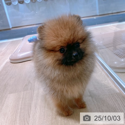 ポメラニアンの写真