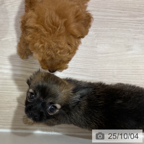 チワワの写真