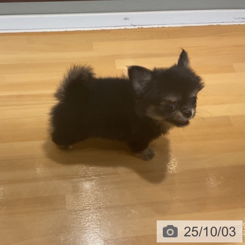 チワワの写真