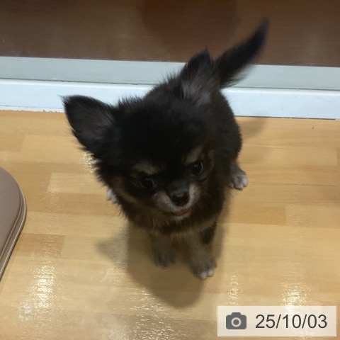 チワワの写真