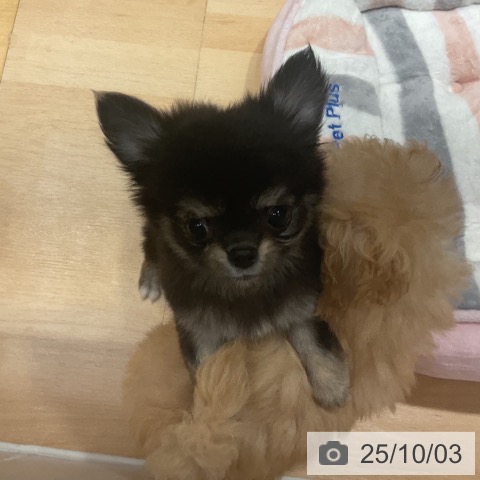 チワワの写真