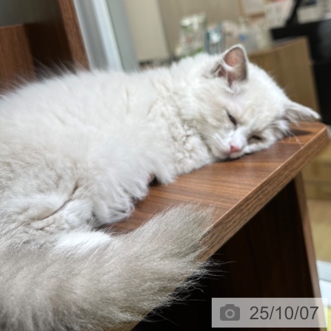 ラグドールの写真
