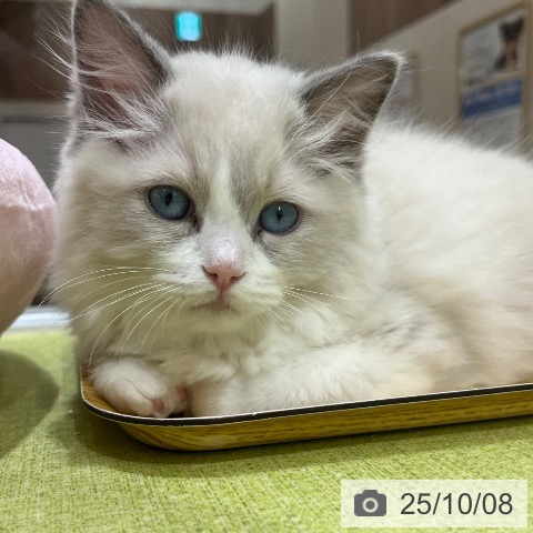ラグドールの写真