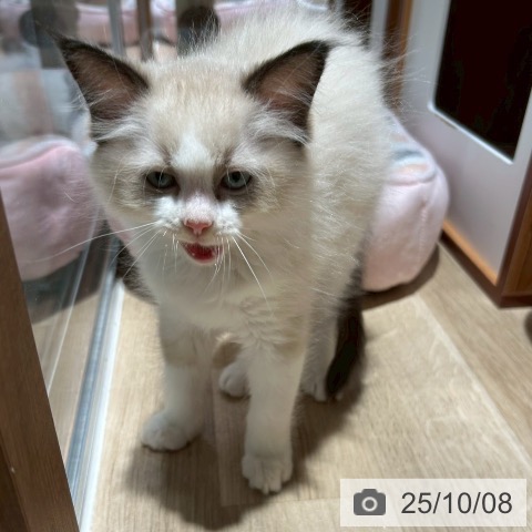 ラグドールの写真