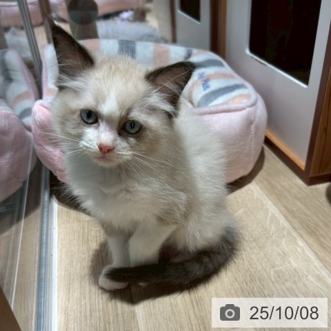ラグドールの写真