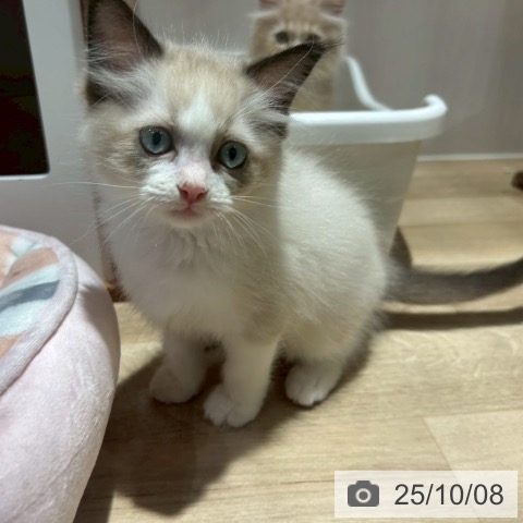 ラグドールの写真