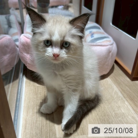 ラグドールの写真
