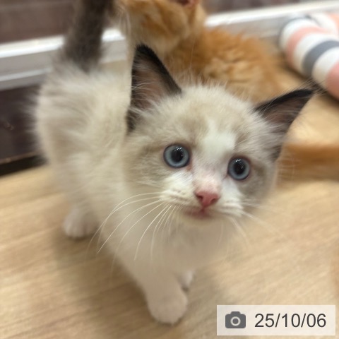 ラグドールの写真