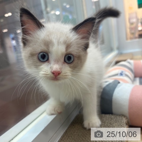 ラグドールの写真