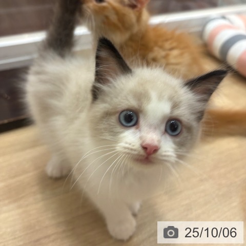 ラグドールの写真