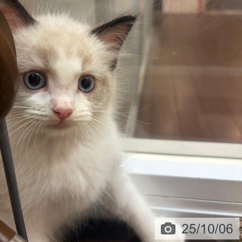 ラグドールの写真