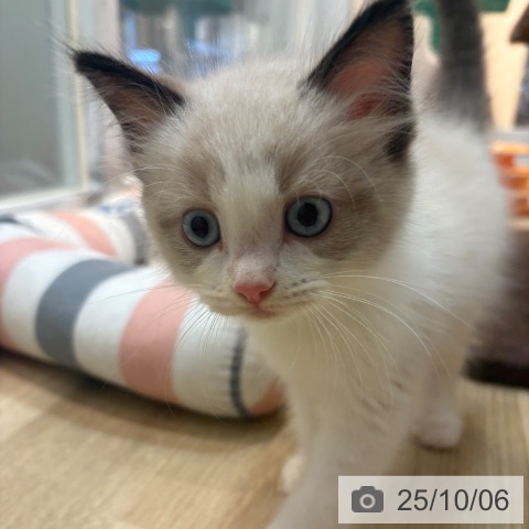 ラグドールの写真