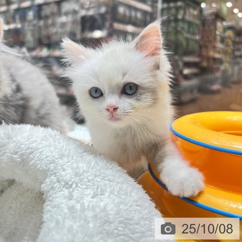 ラグドールの写真