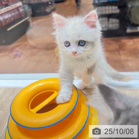 ラグドールの写真