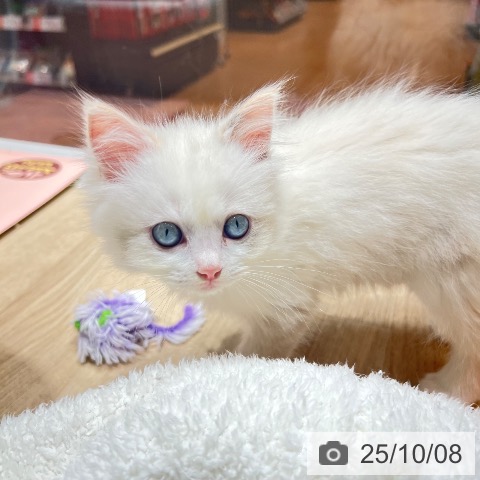 ラグドールの写真