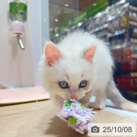 ラグドールの写真