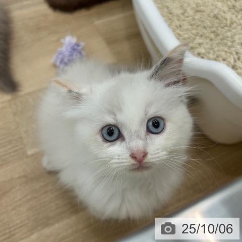 ラグドールの写真