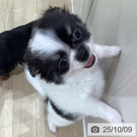 チワワの写真