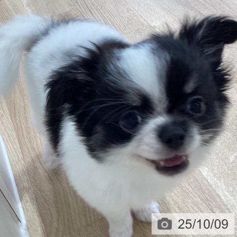 チワワの写真