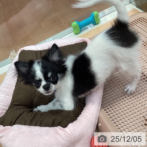 神奈川県のチワワ(ロング) (ペットプラス 海老名店/2025年8月3日生まれ/男の子/ホワイトブラックタン)の子犬の4枚目の画像