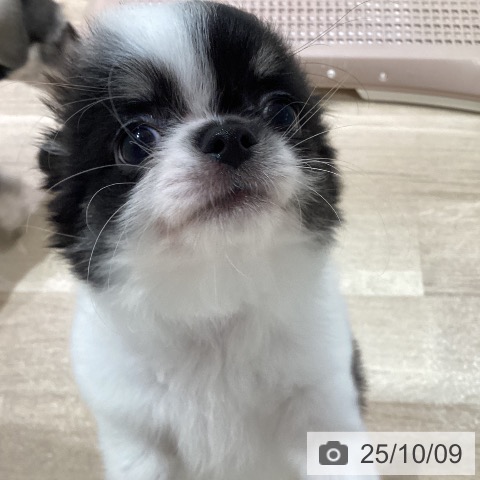 チワワの写真