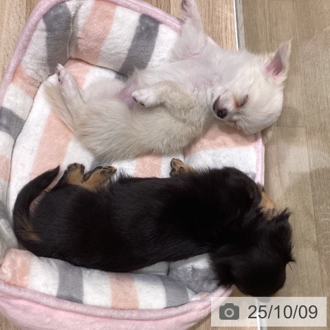 チワワの写真