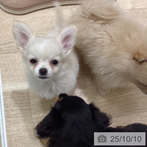 チワワの写真