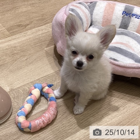 チワワの写真