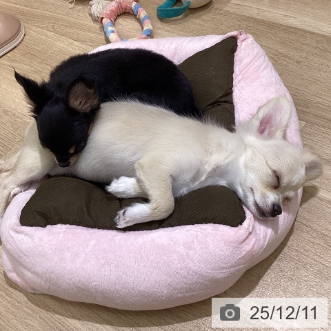 東京都のチワワ(ロング) (ペットプラス MARK IS 葛飾かなまち店/2025年8月5日生まれ/女の子/クリームホワイト)の子犬の3枚目の画像