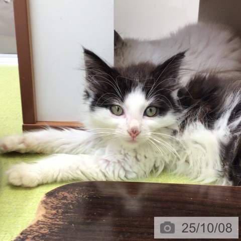 ノルウェージャンフォレストキャットの写真