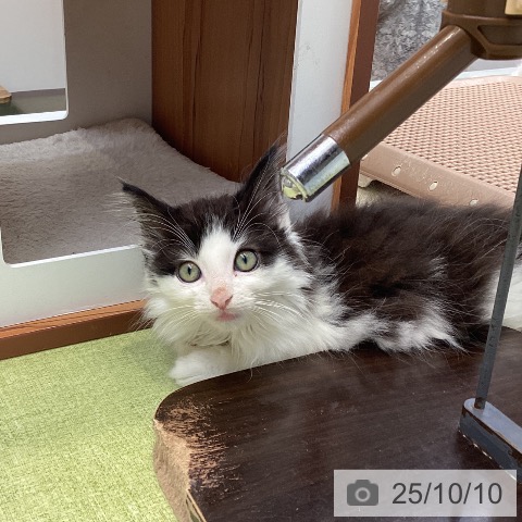 ノルウェージャンフォレストキャットの写真