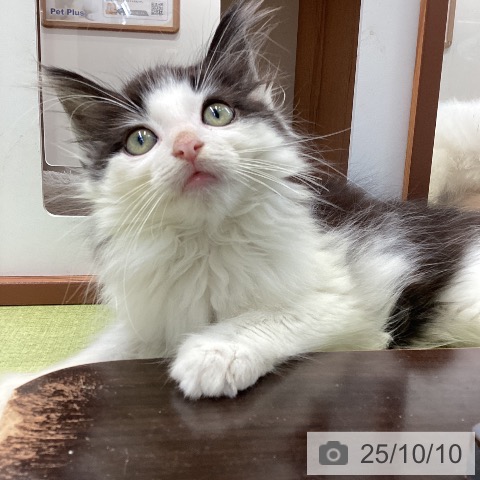 ノルウェージャンフォレストキャットの写真