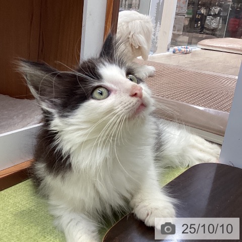 ノルウェージャンフォレストキャットの写真