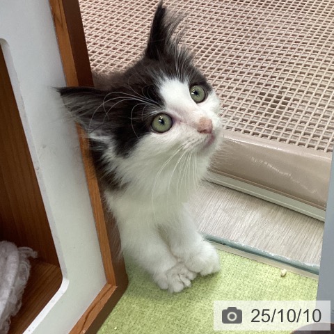 ノルウェージャンフォレストキャットの写真