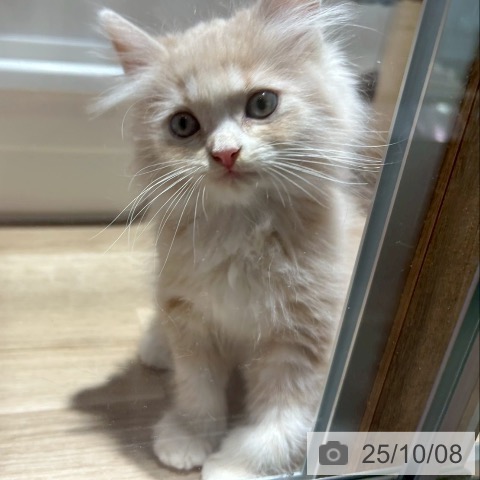ラガマフィンの写真
