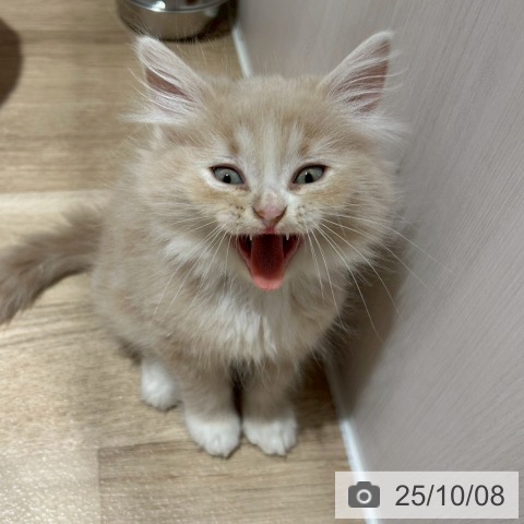 ラガマフィンの写真