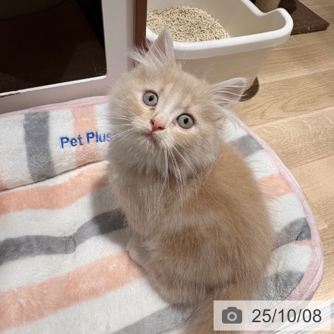 ラガマフィンの写真