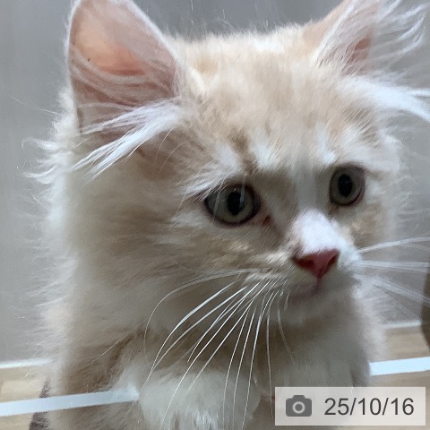ラガマフィンの写真