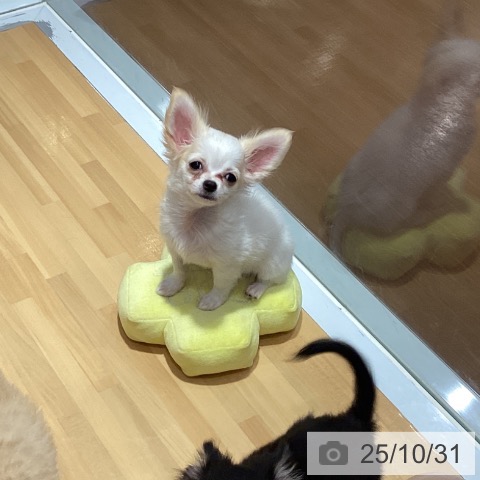 神奈川県のチワワ(ロング) (ペットプラス ビアレ横浜店/2025年8月6日生まれ/女の子/ホワイトクリーム)の子犬の4枚目の画像