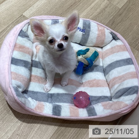 神奈川県のチワワ(ロング) (ペットプラス ビアレ横浜店/2025年8月6日生まれ/女の子/ホワイトクリーム)の子犬の3枚目の画像